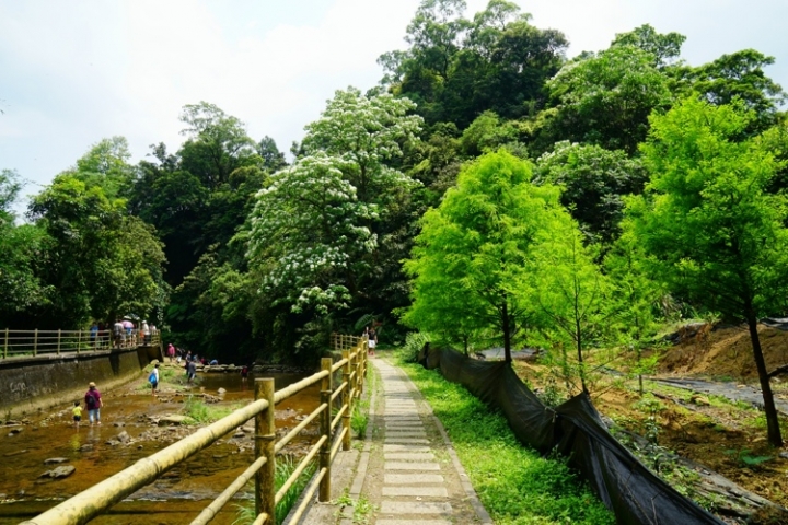 ▌基隆七堵‧旅遊景點 ▌瑪陵坑水上桐花密境【富民親水公園】