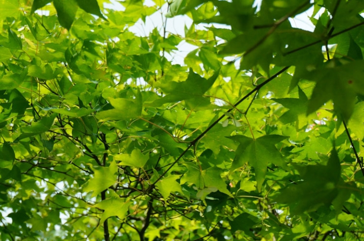 ▌新北三峽‧旅遊景點 ▌吸收芬多精的好所在【滿月圓森林國家公園】