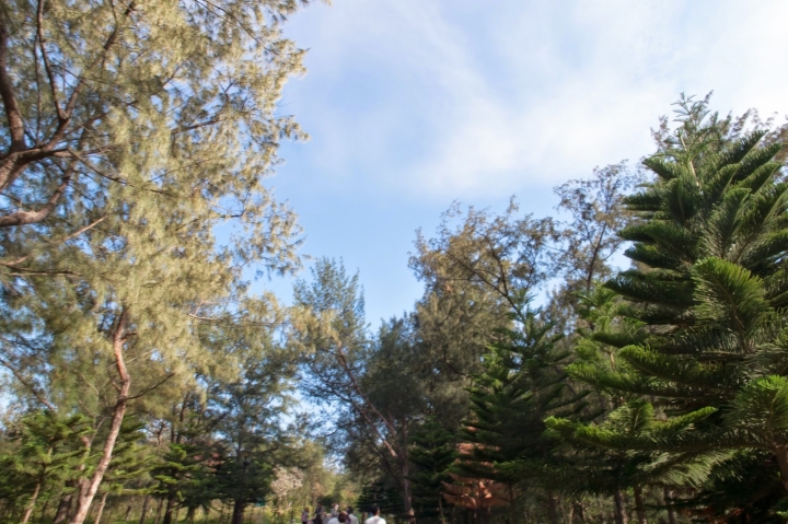 [遊] 花蓮・台東小旅行(林田山.伯朗大道.台東森林公園)