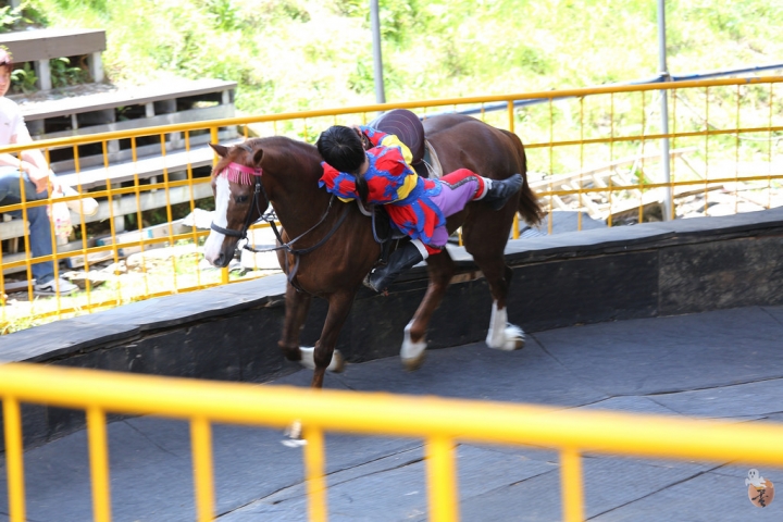 [南投]清境農場觀山牧區--馬術表演篇  by蛋拔