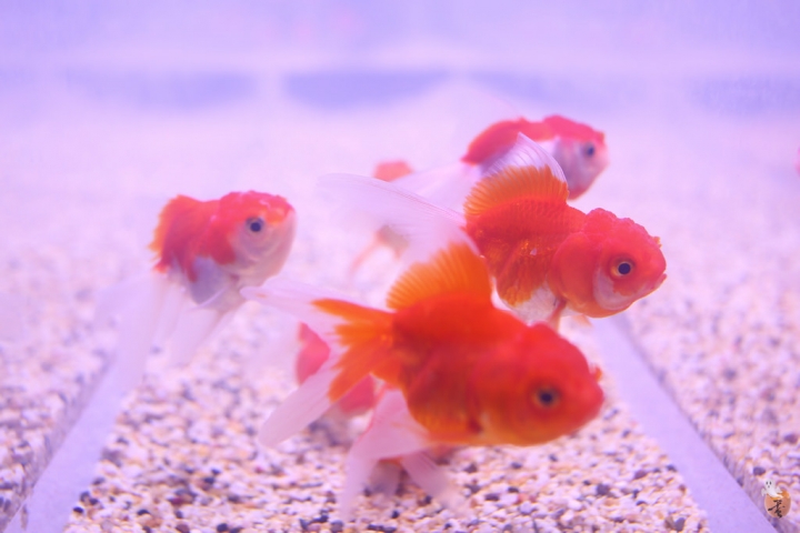 [台中]清水服務區變漂亮了,讓魚兒陪你一起用餐  by蛋拔