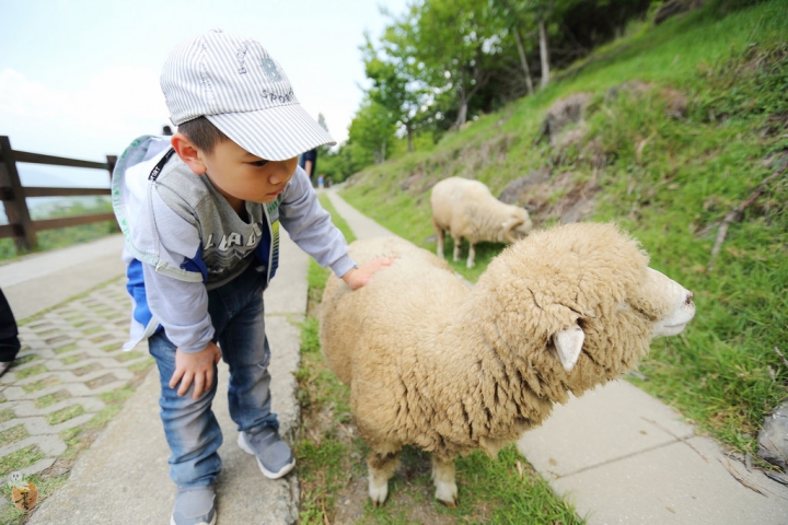[南投]清境農場觀山牧區--馬術表演篇  by蛋拔