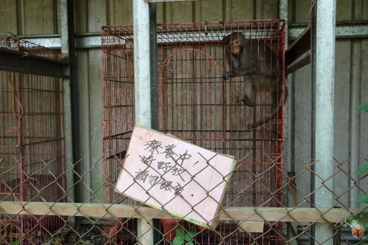 [台中]郭叔叔獼猴生態區-精彩的講解與餵食秀  by蛋拔