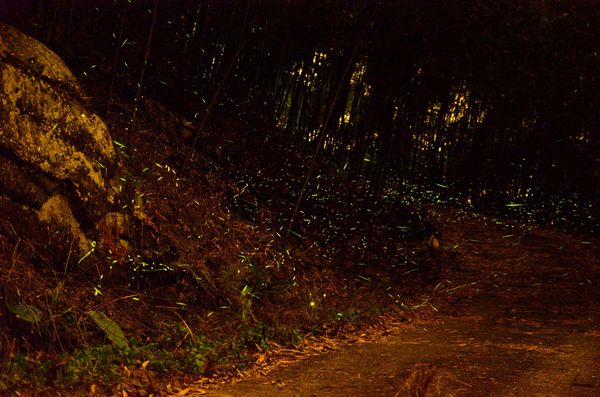 [強尼帶球 遊記] 台南 關子嶺 螢火蟲的綠光閃爍 與 火山碧雲寺夜景