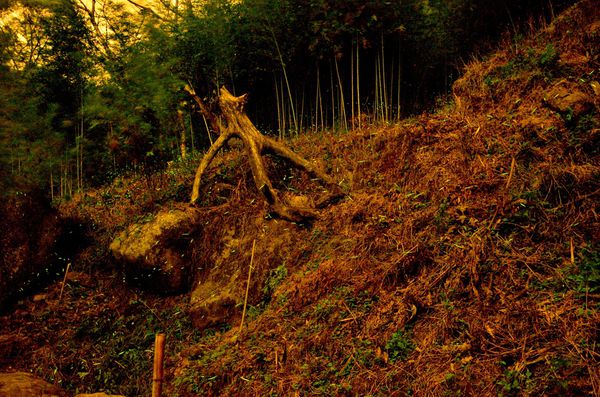 [強尼帶球 遊記] 台南 關子嶺 螢火蟲的綠光閃爍 與 火山碧雲寺夜景