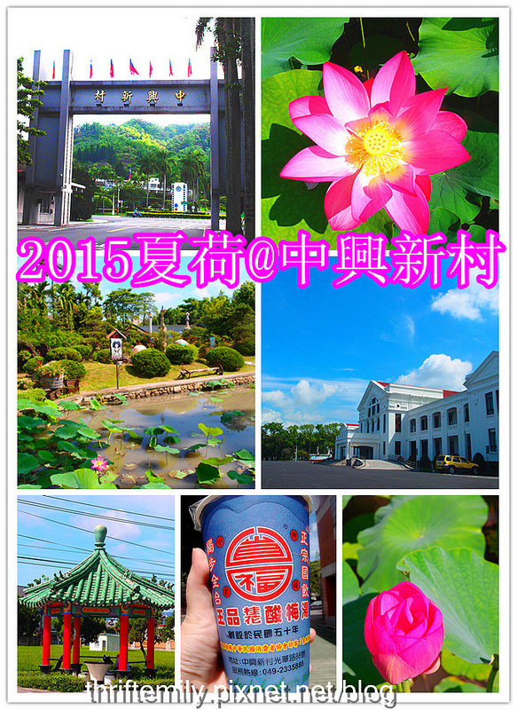 【遊記】~2015中興新村賞荷趣,穿越了盛夏與光年,回憶是一首永不褪色的詩