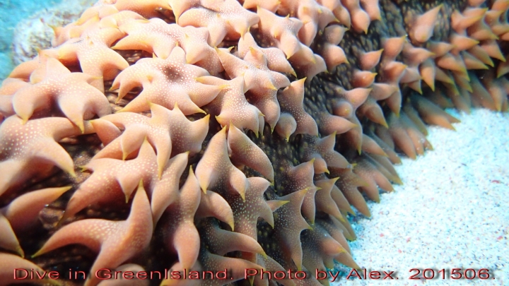 Dive in GreenIsland. 201506.