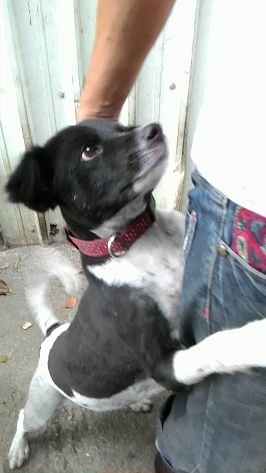 剛領養的成犬教養問題 哈哈或是邊境主人求救
