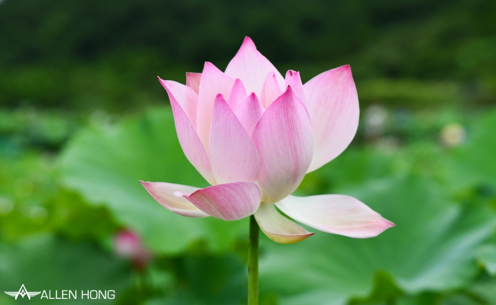 D750×雙溪夏荷