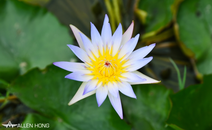 D750×雙溪夏荷