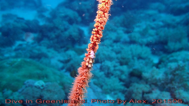 Dive in GreenIsland. 201506.