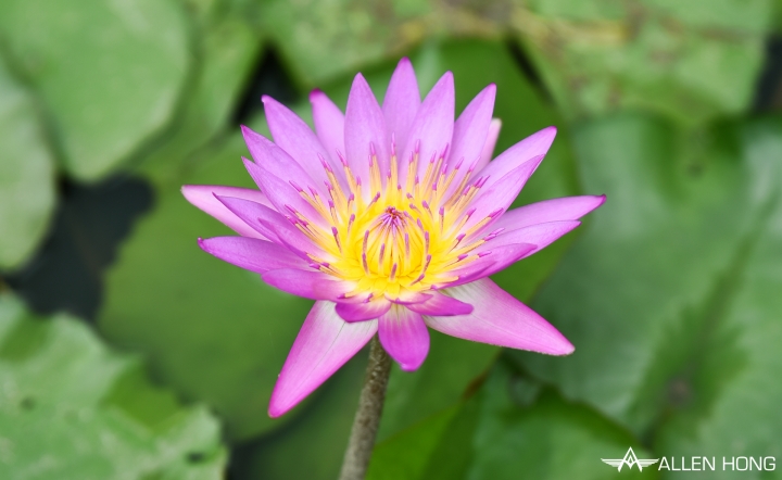 D750×雙溪夏荷