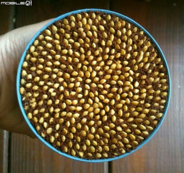 (分享)令人絕望的食安健忘症與健康農業科技，舌尖上的生命之稻。