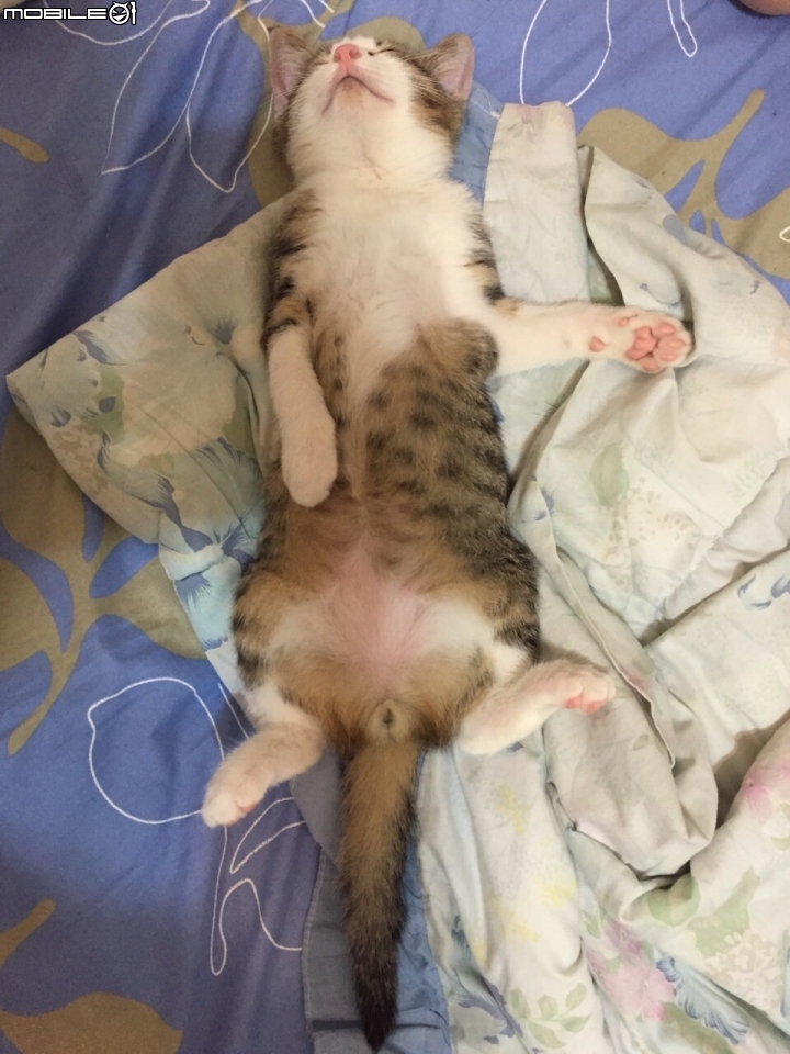 ［開箱文］強者我朋友之..虎斑貓
