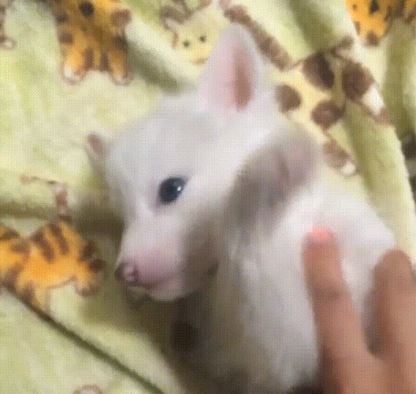 看完之後～～～你會想養狐狸精嗎？