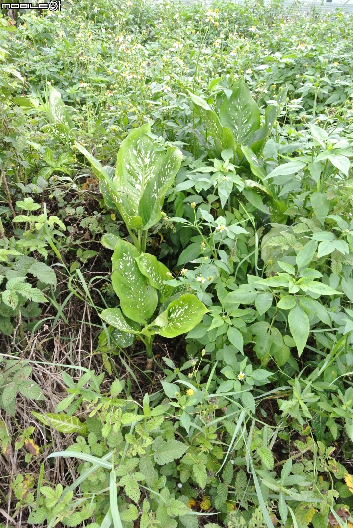 [請教]兩種植物名稱?