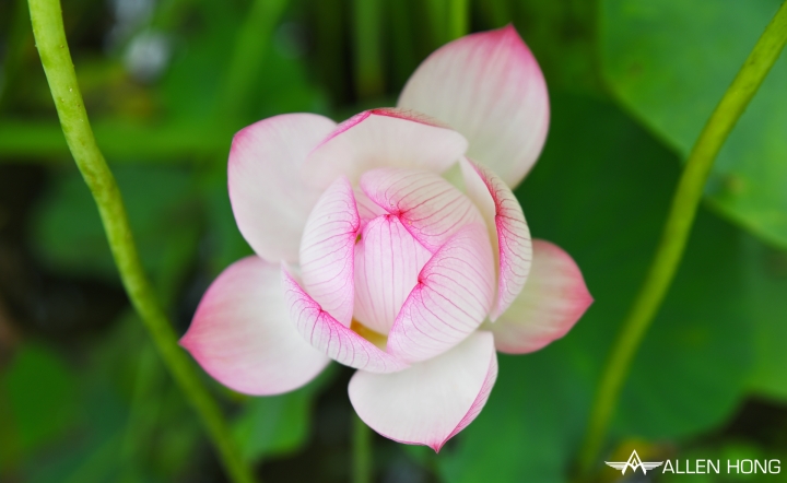 D750×雙溪夏荷