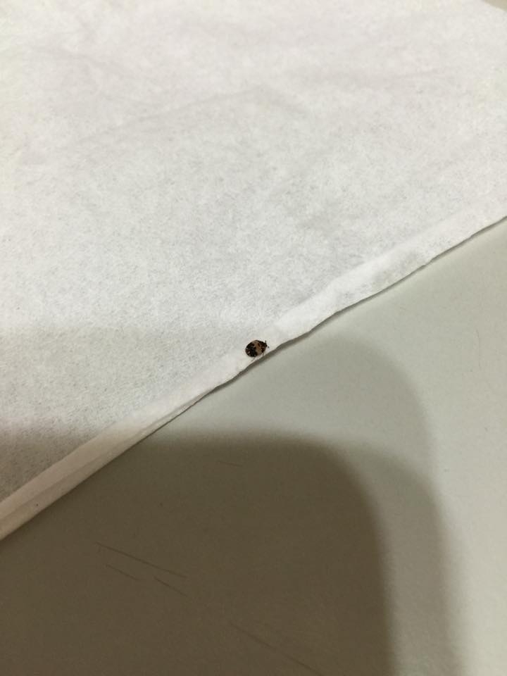這是什麼蟲?