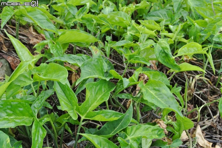 [請教]兩種植物名稱?
