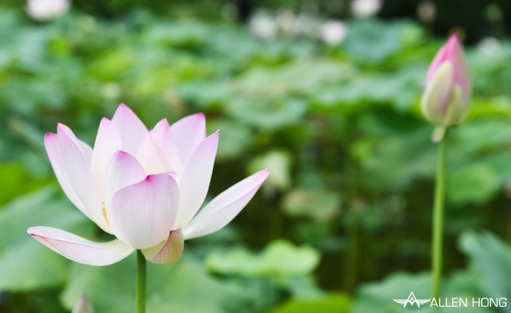 D750×雙溪夏荷
