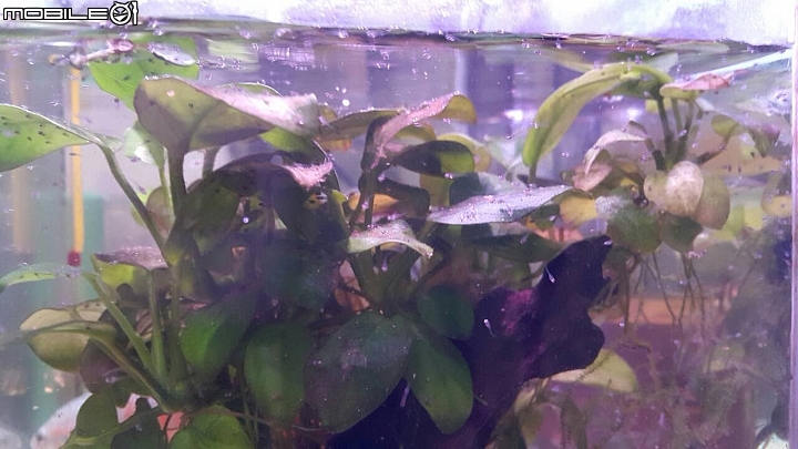 蓋斑鬥魚生了!!!