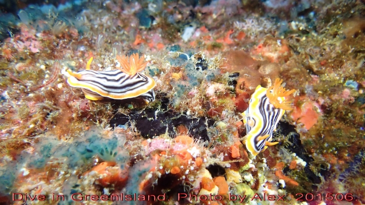 Dive in GreenIsland. 201506.