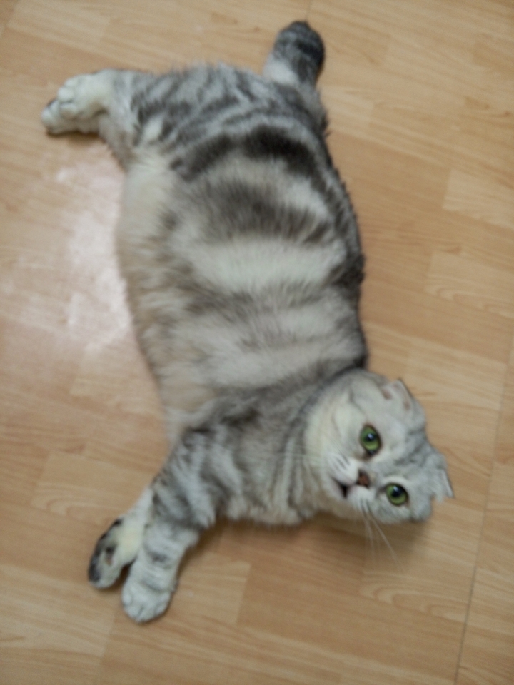 貓咪送養~~