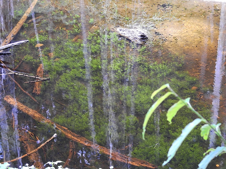 帶著Nikon P900去旅遊：迷霧森林、18度C、熊大庄、涼山瀑布、鳥松濕地及高通通農民市集，P900記錄精彩。