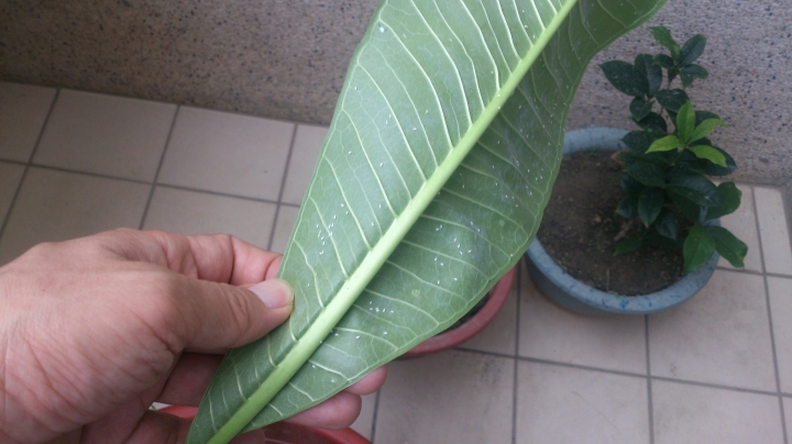 雞蛋花有白色小蚊