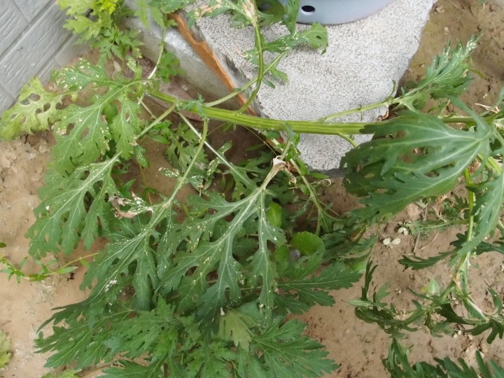 拜託大家幫忙看看，這是銀膠菊嗎??