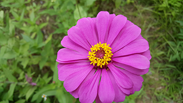 Xperia Z3+與S6 Edge在夏日拍。照。對。決 Oh~Summer~♪