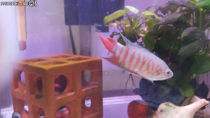 蓋斑鬥魚生了!!!