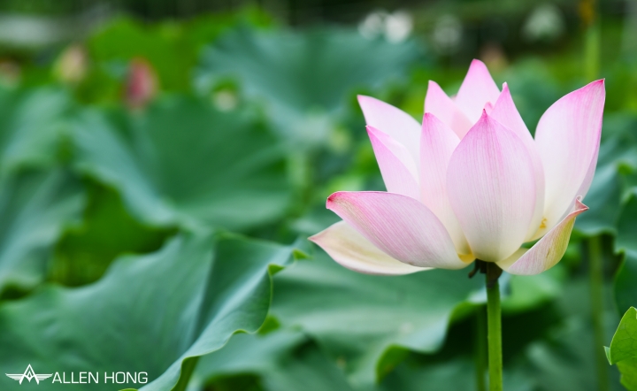 D750×雙溪夏荷