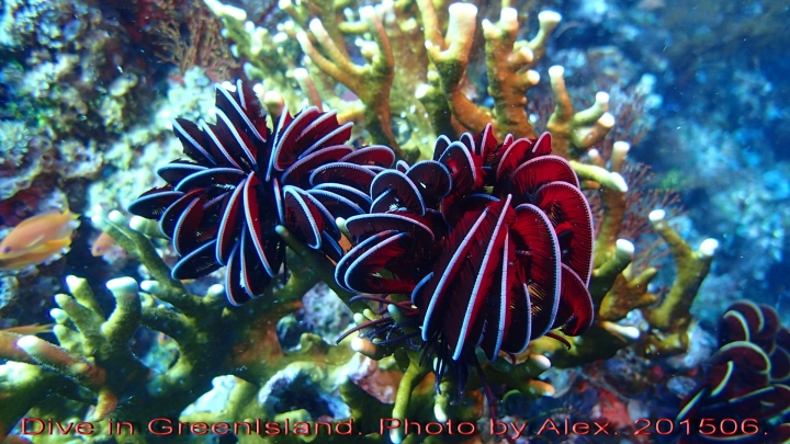 Dive in GreenIsland. 201506.