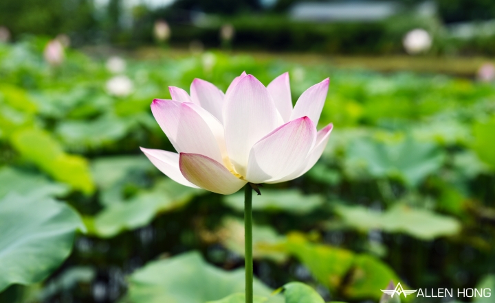 D750×雙溪夏荷