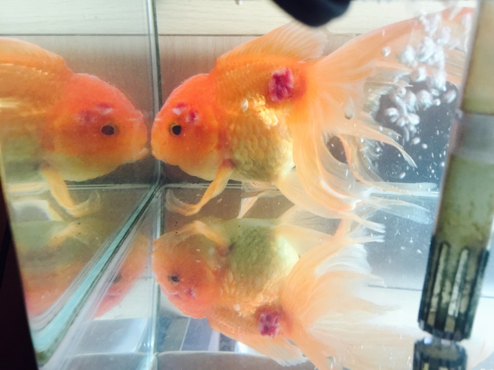 我的金魚是得了什麼病