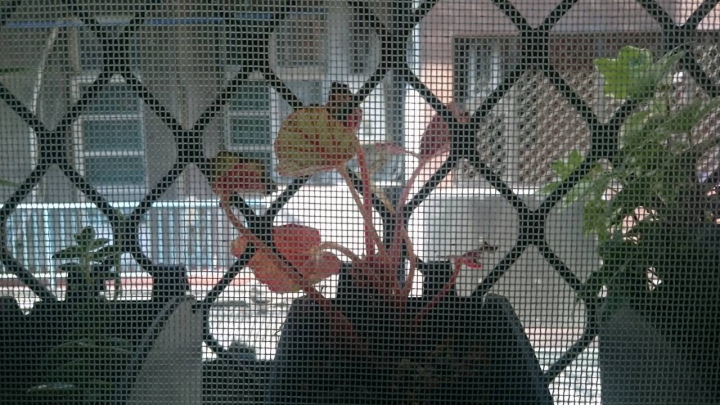 植物名稱詢問，全株都是紅色的植物
