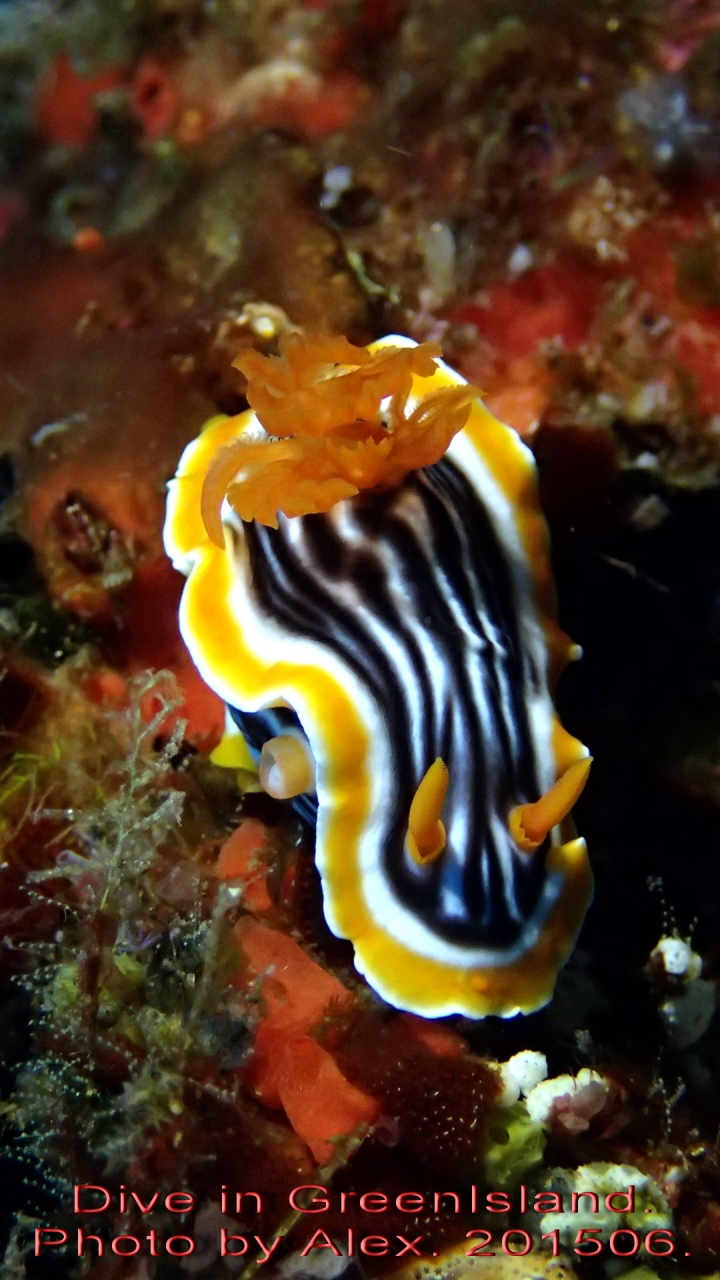 Dive in GreenIsland. 201506.