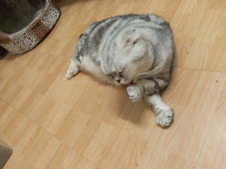貓咪送養~~