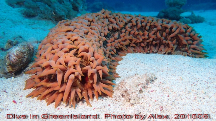 Dive in GreenIsland. 201506.