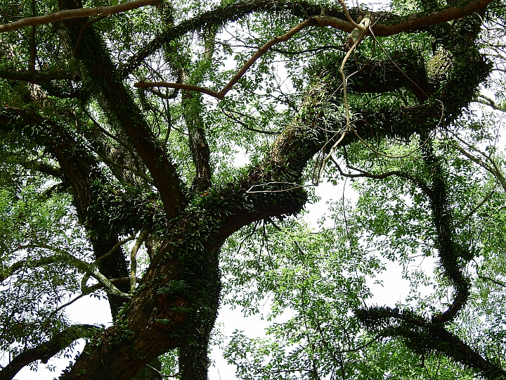 帶著Nikon P900去旅遊：迷霧森林、18度C、熊大庄、涼山瀑布、鳥松濕地及高通通農民市集，P900記錄精彩。