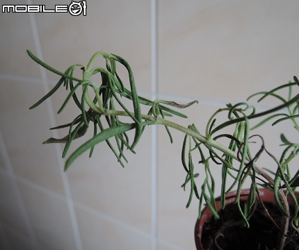 [請教] 我的迷迭香究竟是渴死還淹死？