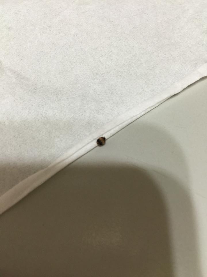 這是什麼蟲?