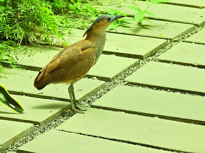 帶著Nikon P900去旅遊：迷霧森林、18度C、熊大庄、涼山瀑布、鳥松濕地及高通通農民市集，P900記錄精彩。