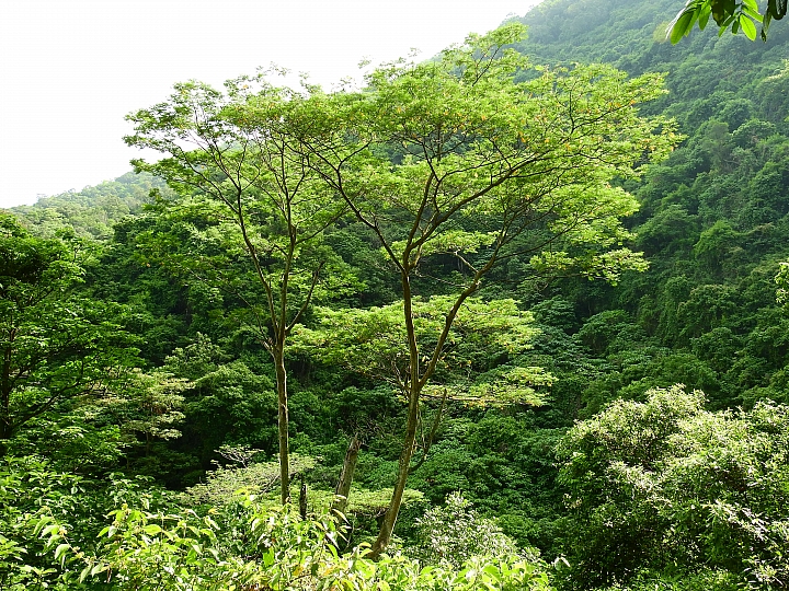 帶著Nikon P900去旅遊：迷霧森林、18度C、熊大庄、涼山瀑布、鳥松濕地及高通通農民市集，P900記錄精彩。