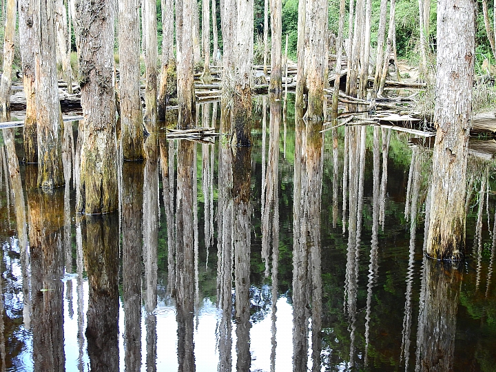 帶著Nikon P900去旅遊：迷霧森林、18度C、熊大庄、涼山瀑布、鳥松濕地及高通通農民市集，P900記錄精彩。