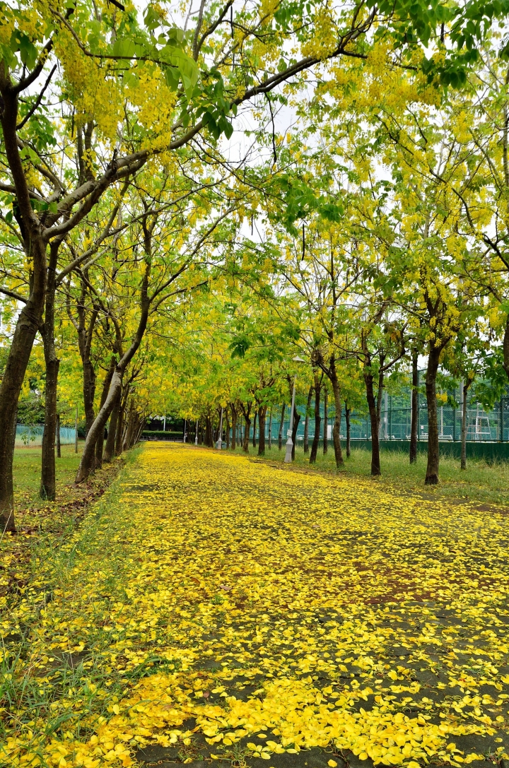 [強尼帶球 遊記] 台南 新營 黃金雨 下的美麗 市區內難得的秘點