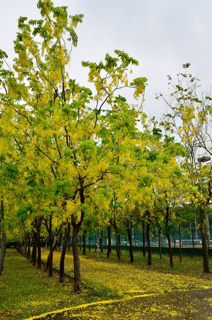 [強尼帶球 遊記] 台南 新營 黃金雨 下的美麗 市區內難得的秘點
