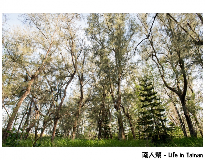 【台南市北門區-景點】台南有海有森林的秘境~~雙春濱海遊憩區