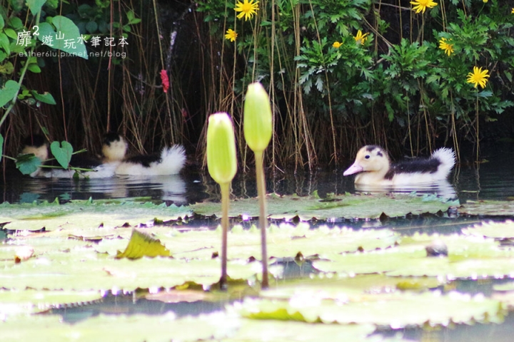 2015-6-13 觀音蓮花季~林家古厝 荷馨蓮園 向陽農場